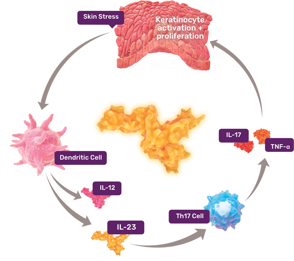 Orqa tomondan labiya